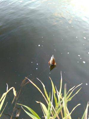 IMG_20150930_181003.thumb.jpg.ad5ecd4dc2