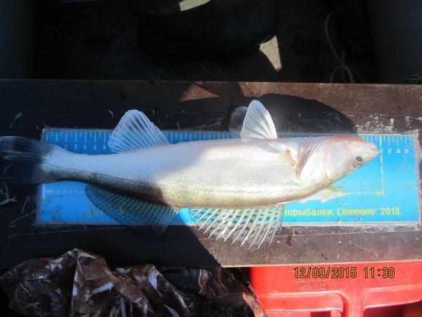 IMG_6320.thumb.JPG.27dbfbfddb7066bbe98d6