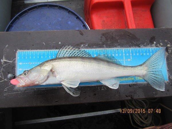 IMG_6363.thumb.JPG.357303a75f7cb086c8267