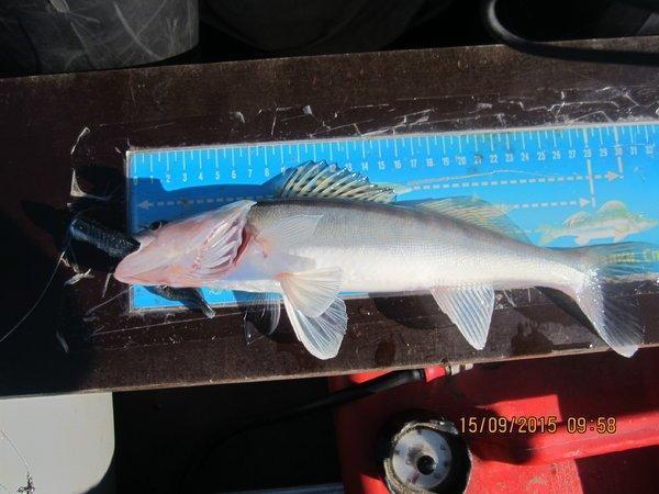 IMG_6375.thumb.JPG.59738dcb84cf100d393d8