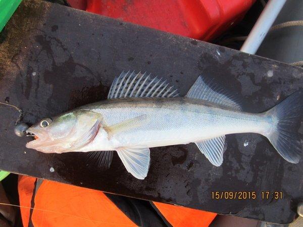 IMG_6387.thumb.JPG.37acea7a2d01ffb4c2bc8