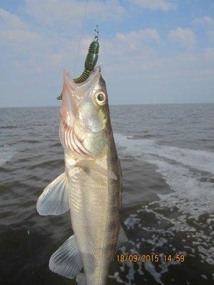 IMG_6434.thumb.JPG.8d4ae70603e57b02bb9e5