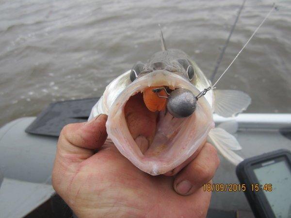 IMG_6445.thumb.JPG.8b5d4298ebe2e107acaeb