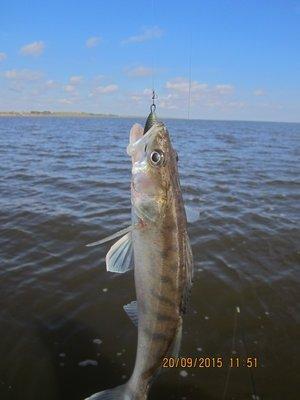 IMG_6452.thumb.JPG.6402ba4807b66dc50db11