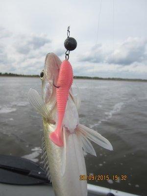 IMG_6463.thumb.JPG.08728efecb87da6aeffe2