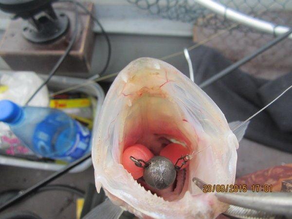 IMG_6479.thumb.JPG.eaa8ec8ca0287a62aca29