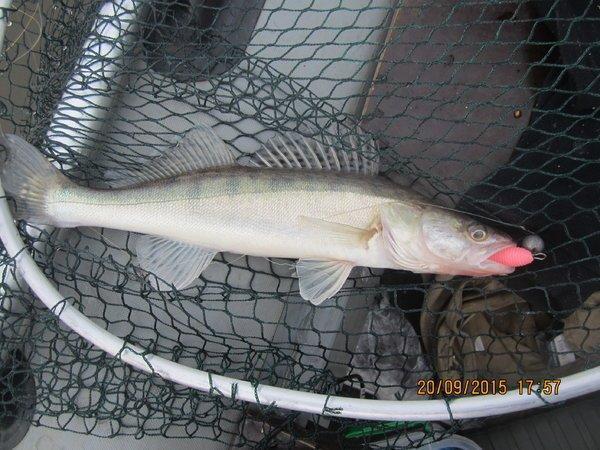 IMG_6482.thumb.JPG.adcf1e19ebe20d9317b71