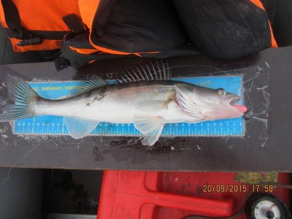 IMG_6483.thumb.JPG.41de3371ef773210c1a5c