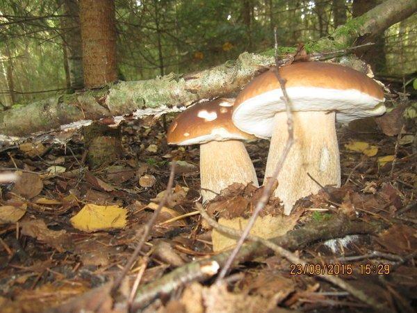 IMG_6501.thumb.JPG.363e27f5391b3cca4761f