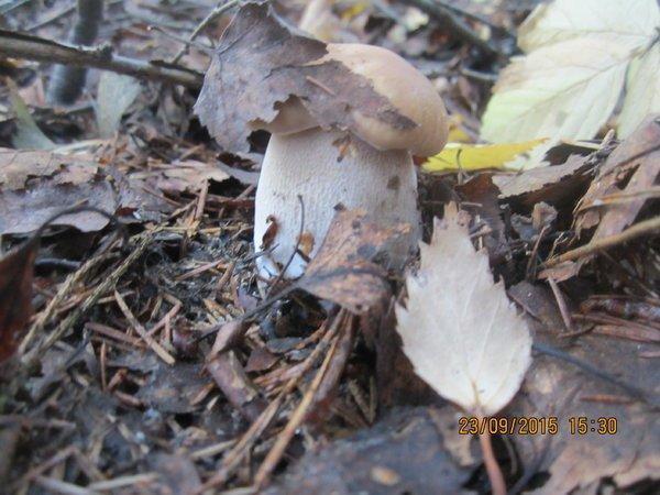 IMG_6502.thumb.JPG.c8768fb0b5520c98cf102