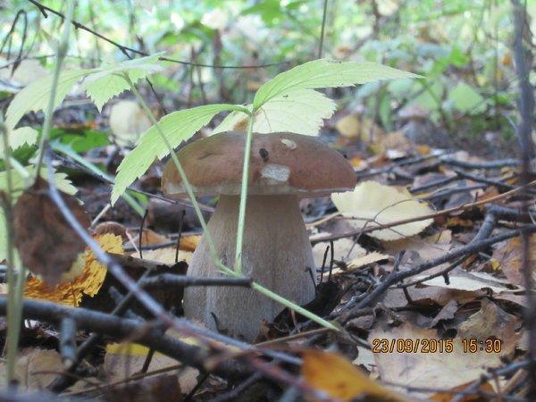 IMG_6503.thumb.JPG.1fee30fac18168b7c9aff