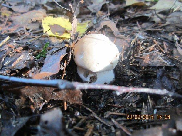 IMG_6504.thumb.JPG.9104c11ebd3ea716a4c6b