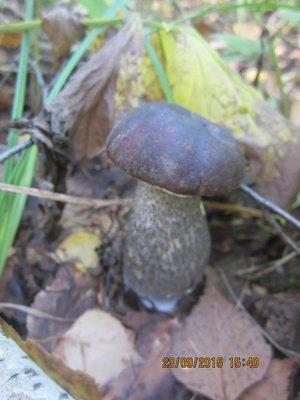 IMG_6506.thumb.JPG.b87c075de784279012026