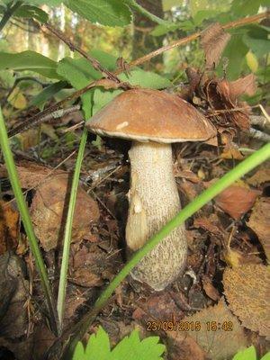 IMG_6507.thumb.JPG.9219f6174ed83f3be7c19