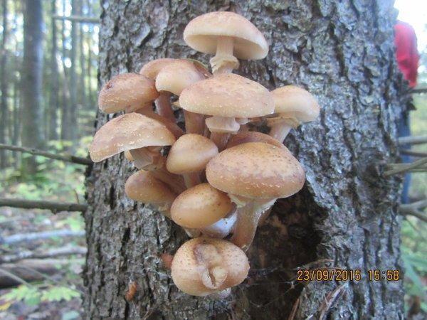 IMG_6508.thumb.JPG.ea9645ba0c4d6b6143cc1