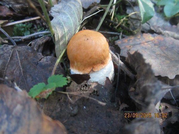 IMG_6509.thumb.JPG.929b229e14e6220d91ba8