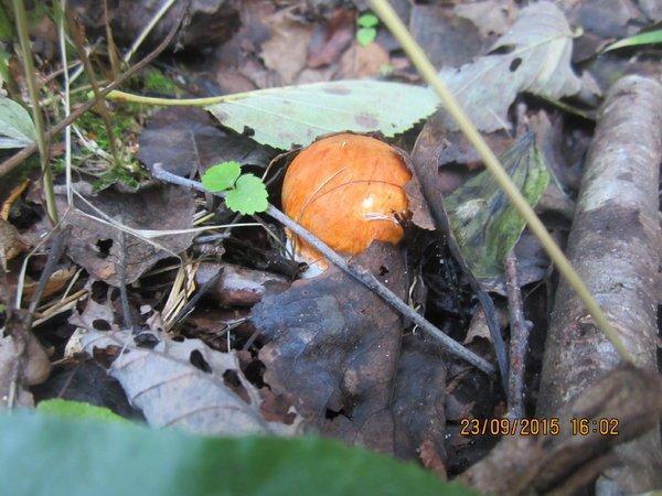 IMG_6510.thumb.JPG.8a7d472604dd724d53682