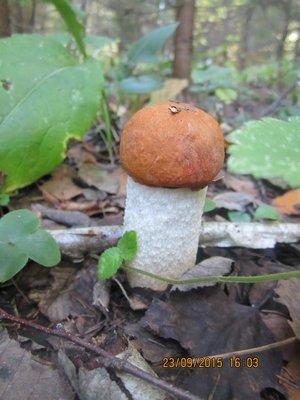 IMG_6511.thumb.JPG.f3ffe42de77cf6ae69cc3