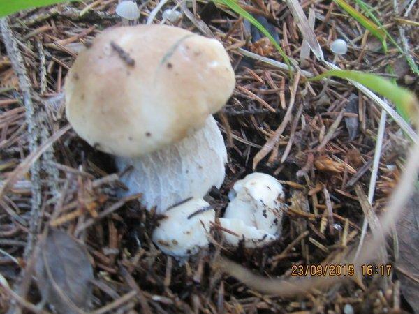 IMG_6512.thumb.JPG.9ab58b284ac9adae56b0a