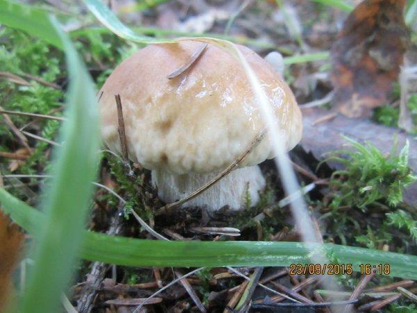 IMG_6513.thumb.JPG.f8ad6479888b27341655a