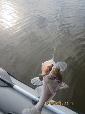 IMG_6527.thumb.JPG.0b9a9003e14cb84ffd924