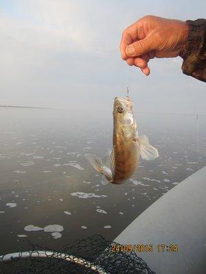 IMG_6538.thumb.JPG.8e44a814119f9ba5c75f9