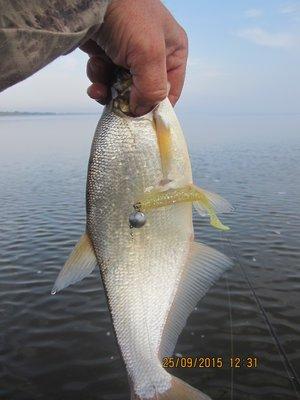 IMG_6544.thumb.JPG.ae8786b3f08d6cd631077