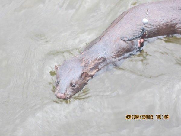 IMG_6580.thumb.JPG.d72ce890145fa4c148f20