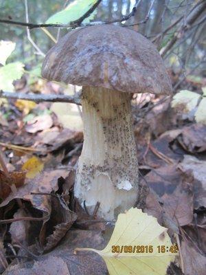 IMG_6591.thumb.JPG.5712a02be10680d7fc3bd