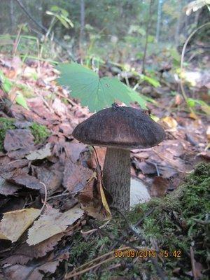 IMG_6592.thumb.JPG.ffefdeff8feef5f97c12a