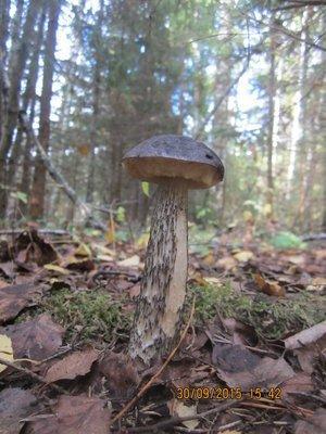 IMG_6593.thumb.JPG.e10f20eec01a951246192