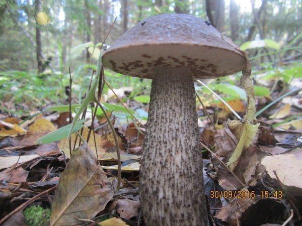 IMG_6594.thumb.JPG.6f37728a7d4d1d2c18e22