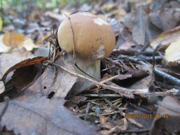 IMG_6595.thumb.JPG.d542372af35e84f8f1d4b