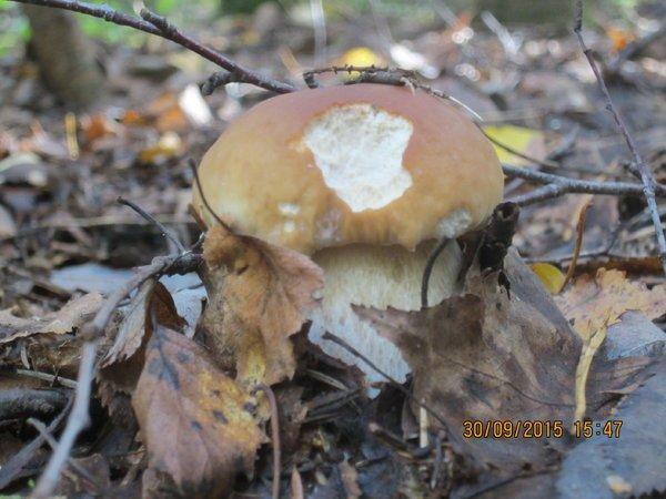 IMG_6597.thumb.JPG.4fe5e24d4ec1c49ec2d10