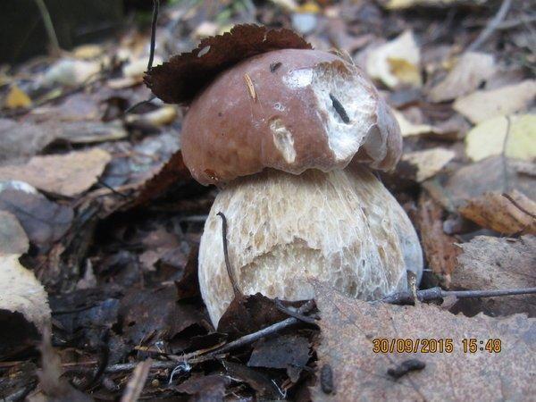 IMG_6598.thumb.JPG.9fb04d7a8a13324485f5e