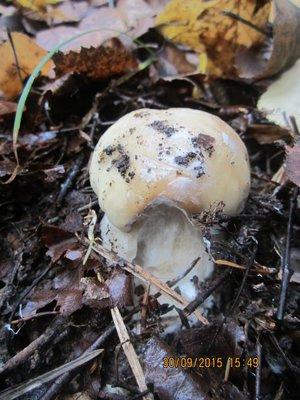 IMG_6599.thumb.JPG.1e20ca64d1020799c4cc2