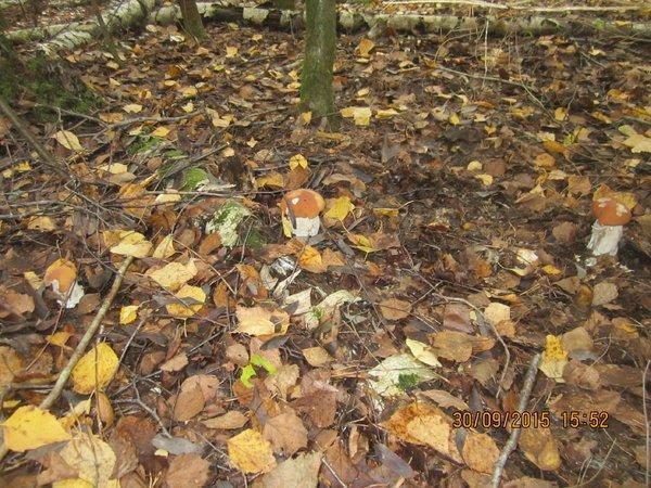 IMG_6600.thumb.JPG.ded3f6610d75cd220b6a1