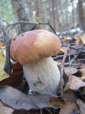 IMG_6601.thumb.JPG.c05b4ec0bb9e747ea9a84