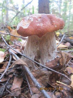 IMG_6602.thumb.JPG.7a8153333426745c8392f