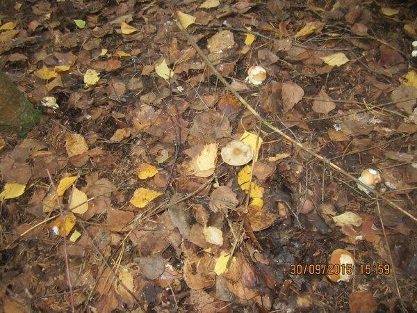 IMG_6604.thumb.JPG.e7add3236dab9370e7a78