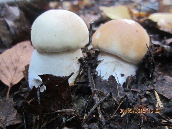 IMG_6605.thumb.JPG.c53eac030ae1881289af0