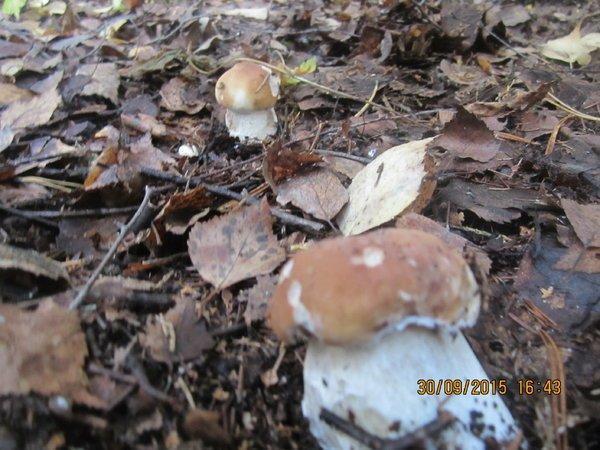 IMG_6612.thumb.JPG.b9b8e951bc4cbaf4930e7