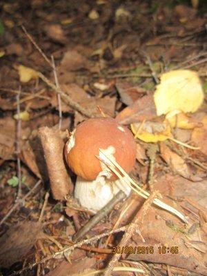 IMG_6613.thumb.JPG.935ca3d7a0aced74e0f7d