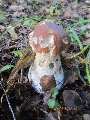 IMG_6614.thumb.JPG.c2bf4f384f5a7ff4d4377