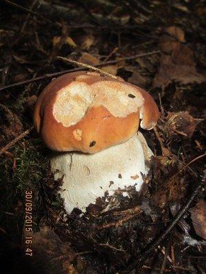 IMG_6615.thumb.JPG.6383465e7df1faa93c0d0