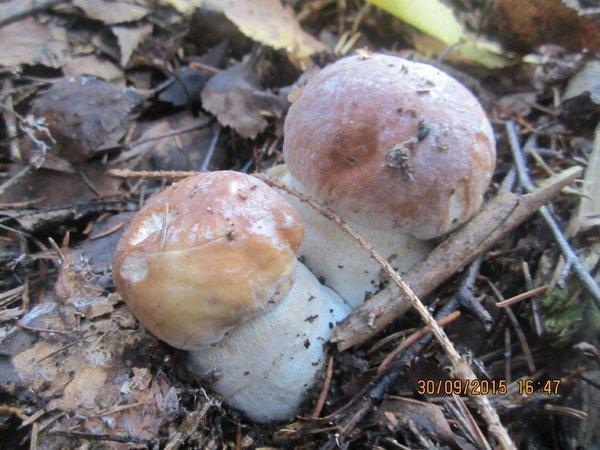 IMG_6616.thumb.JPG.98b43559f7264301db20b