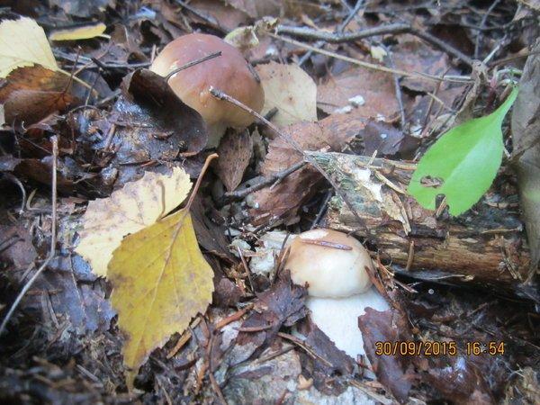 IMG_6617.thumb.JPG.ac786a7aadc68538d1d62