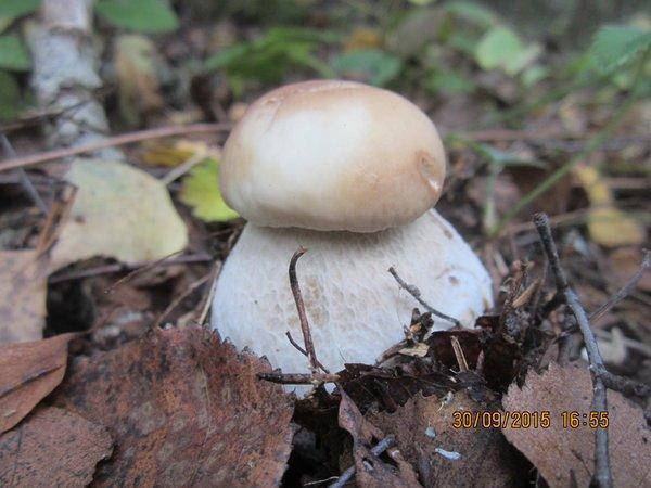 IMG_6619.thumb.JPG.7d1282785cf622a958fea