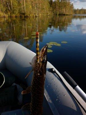 P1010712.thumb.JPG.88dbf67bf64abf1c80f86