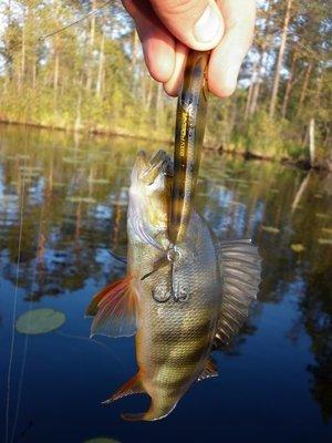 P1010714.thumb.JPG.418515956c7df00db0a47